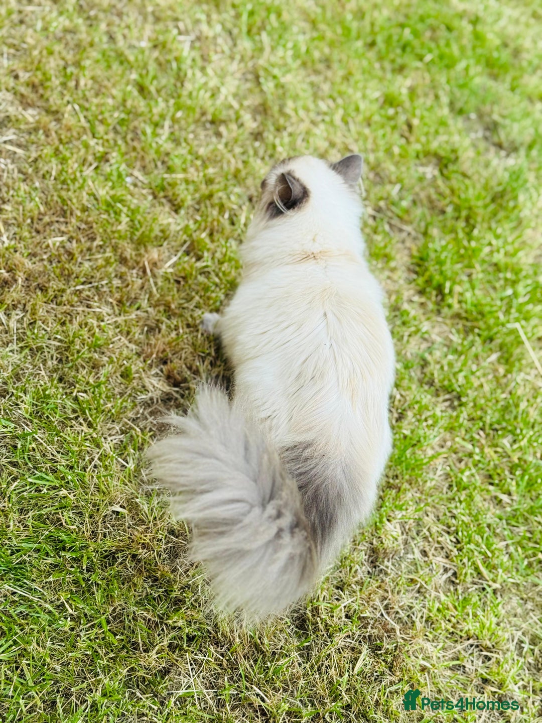 Ragdoll cats for sale: Beautiful 9 month blue point ragdoll for rehoming  - Image 5