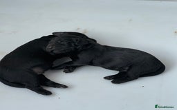 Springador dogs for sale: Springadors ( 1 boy left ) - Image 4