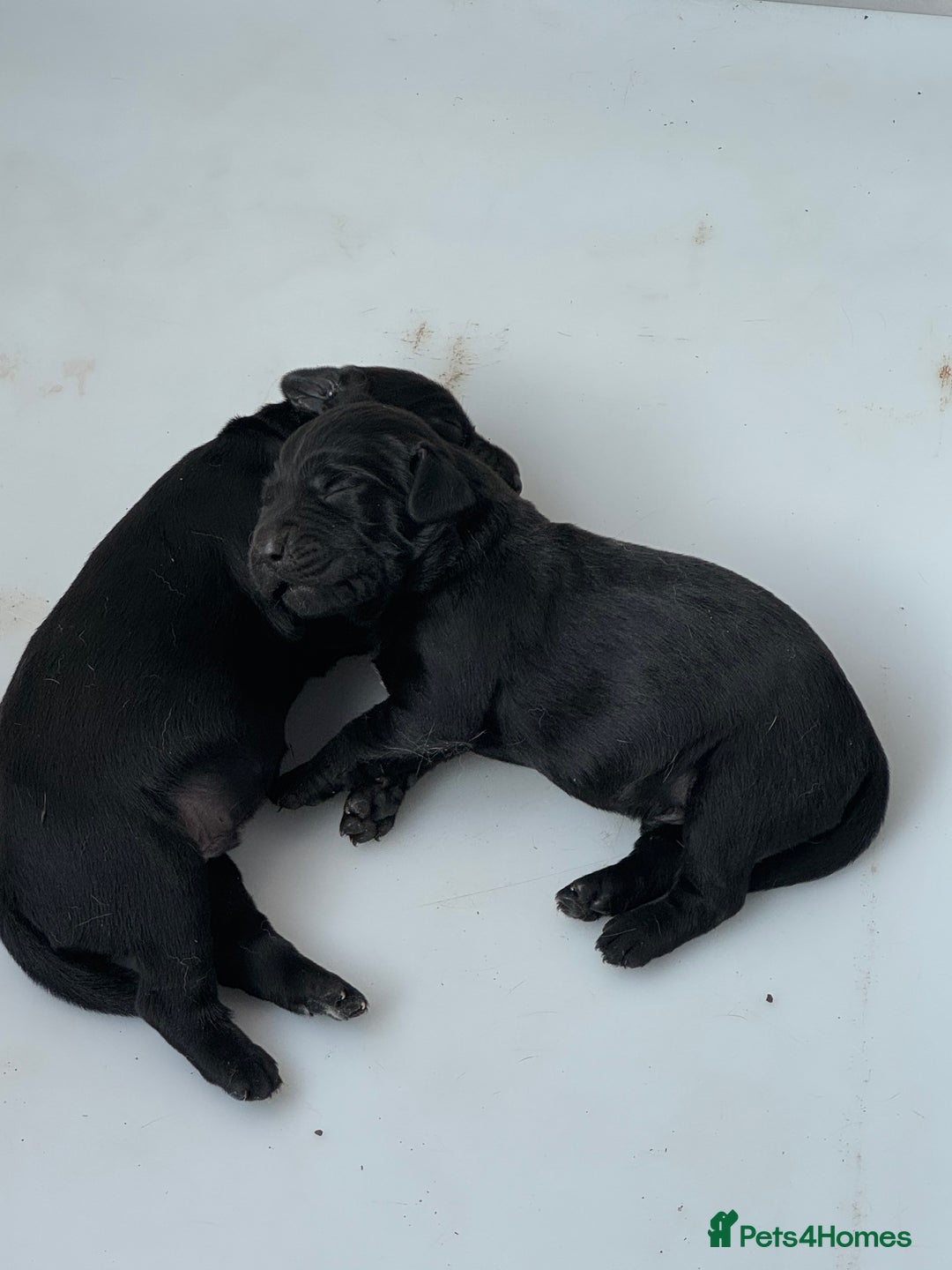 Springador dogs for sale: Springadors ( 1 boy left ) - Image 4