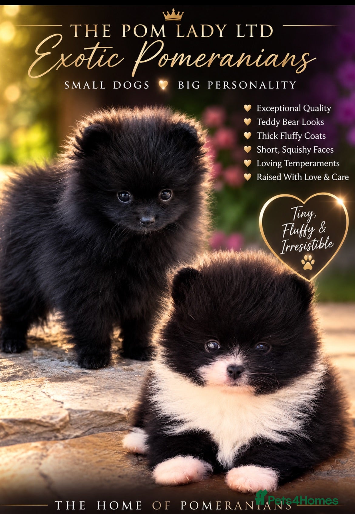 Pomeranian dogs 🏆🧸 READY NOW 2 MICRO POMERANIANS🏆🧸 - Advert 15