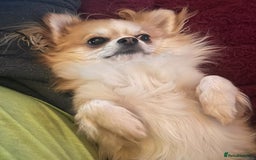 Chihuahua dogs for sale: Stunning 4 year old boy  - Advert 5