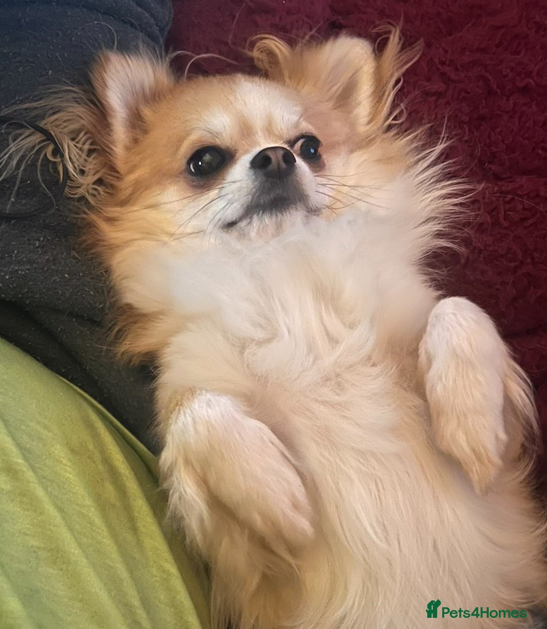 Chihuahua dogs for sale: Stunning 4 year old boy  - Advert 5