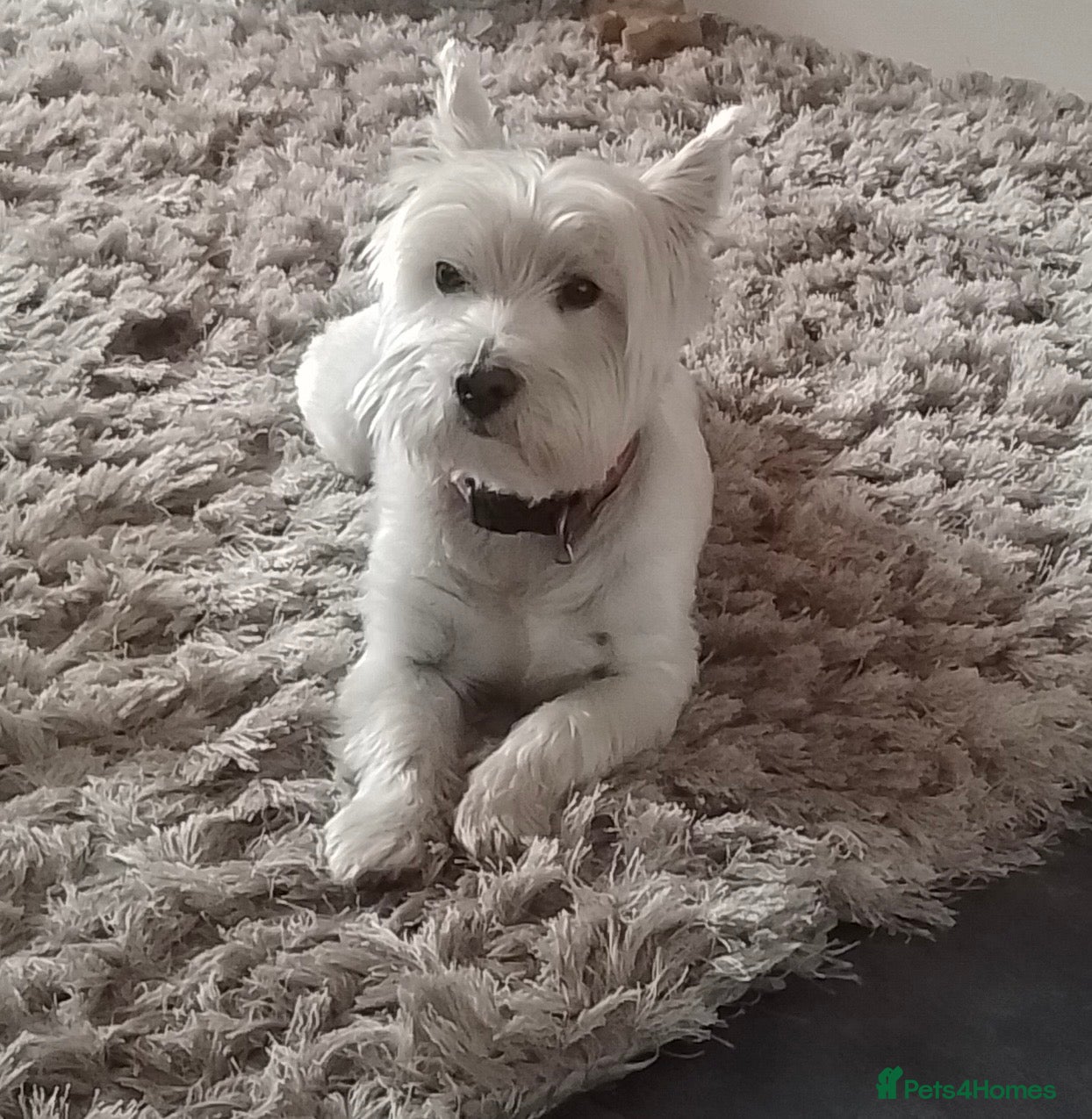 West Highland Terrier dogs Westie Stud - Advert 1