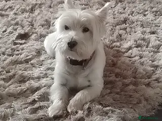 West Highland Terrier dogs Westie Stud - Advert 1