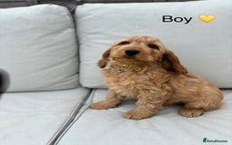Cockapoo dogs for sale: F1 Cockapoo Puppies DNA hereditary clear - Image 5