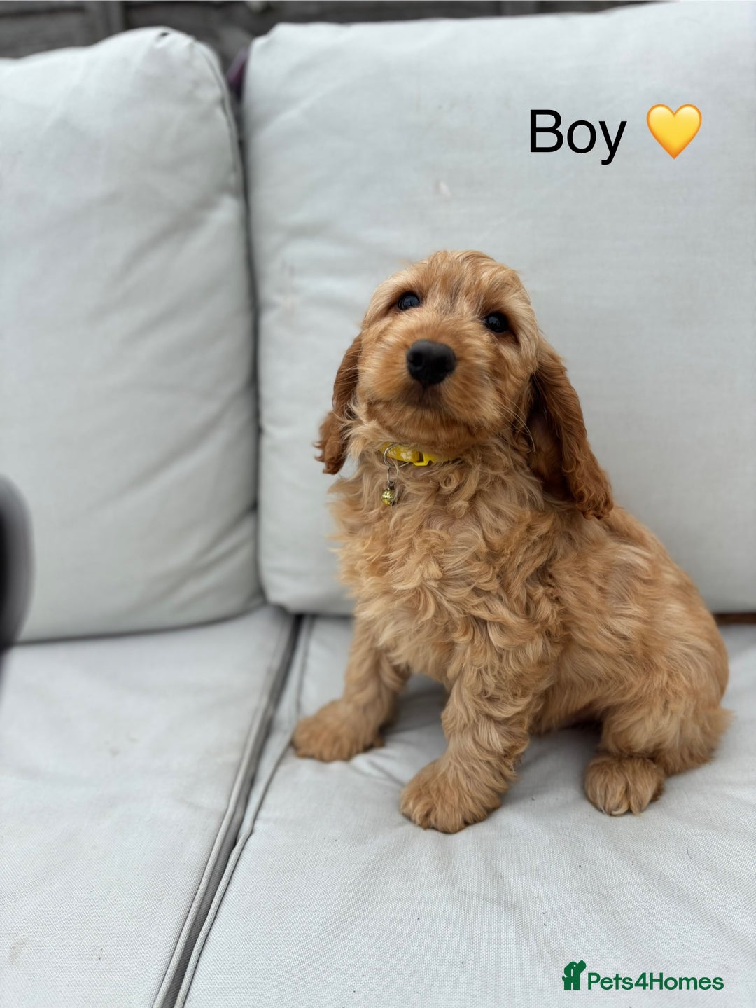 Cockapoo dogs for sale: F1 Cockapoo Puppies DNA hereditary clear - Image 5