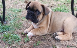 French Bulldog dogs for sale: BINGO  - Image 6