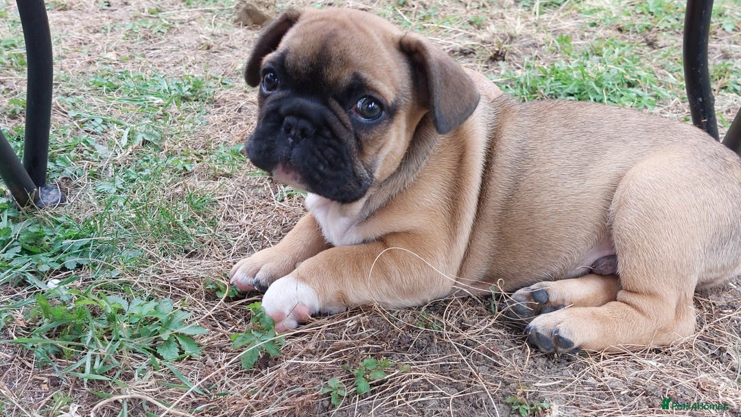 French Bulldog dogs for sale: BINGO  - Image 6