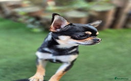 Chihuahua dogs for sale: Male Chihuahua  - Image 11