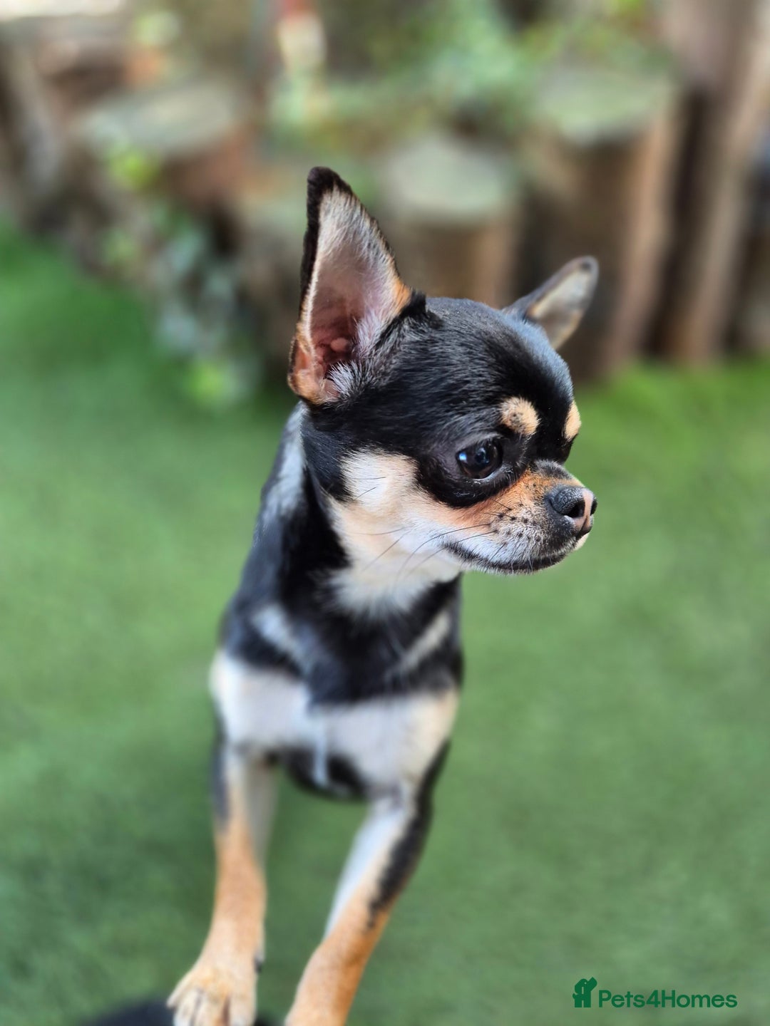 Chihuahua dogs for sale: Male Chihuahua  - Image 11