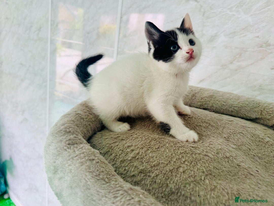 Mixed Breed cats for sale: 3 Beautiful Kittens - Image 5