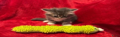 Pink Collar (Female)