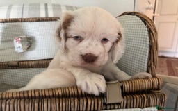 Clumber Spaniel dogs for sale: Fantastic Clumber Spaniel Puppy’s  - Image 12