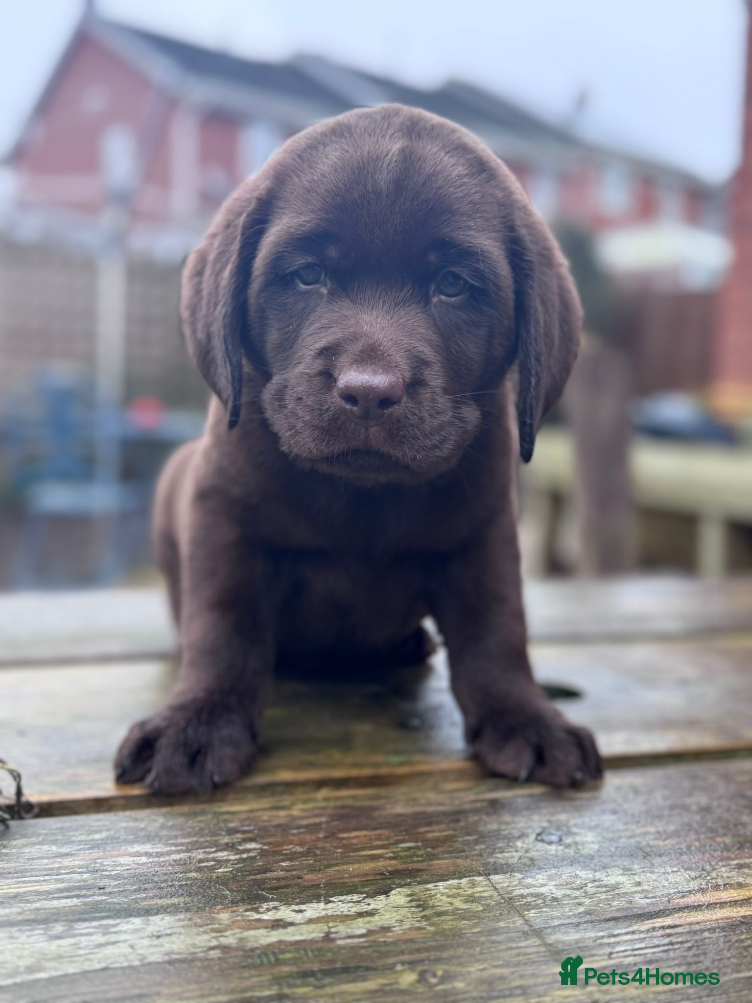Labrador Retriever dogs Male Show Chocolate Labrador Puppy KC Registered  - Advert 6