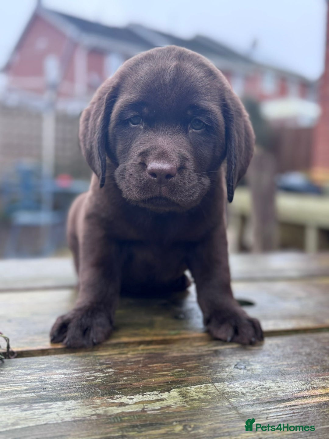 Labrador Retriever dogs for sale: Male Show Chocolate Labrador Puppy KC Registered  - Advert 1
