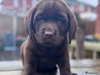 Labrador Retriever dogs Male Show Chocolate Labrador Puppy KC Registered - Advert 6