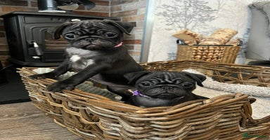 Pug dogs Superb Pug Puppies - ready now - Advert 4