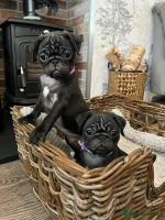 Pug dogs Superb Pug Puppies - ready now - Advert 4
