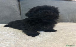 Shih Tzu dogs for sale: Adorable Shih Tzu Puppies - Advert 6