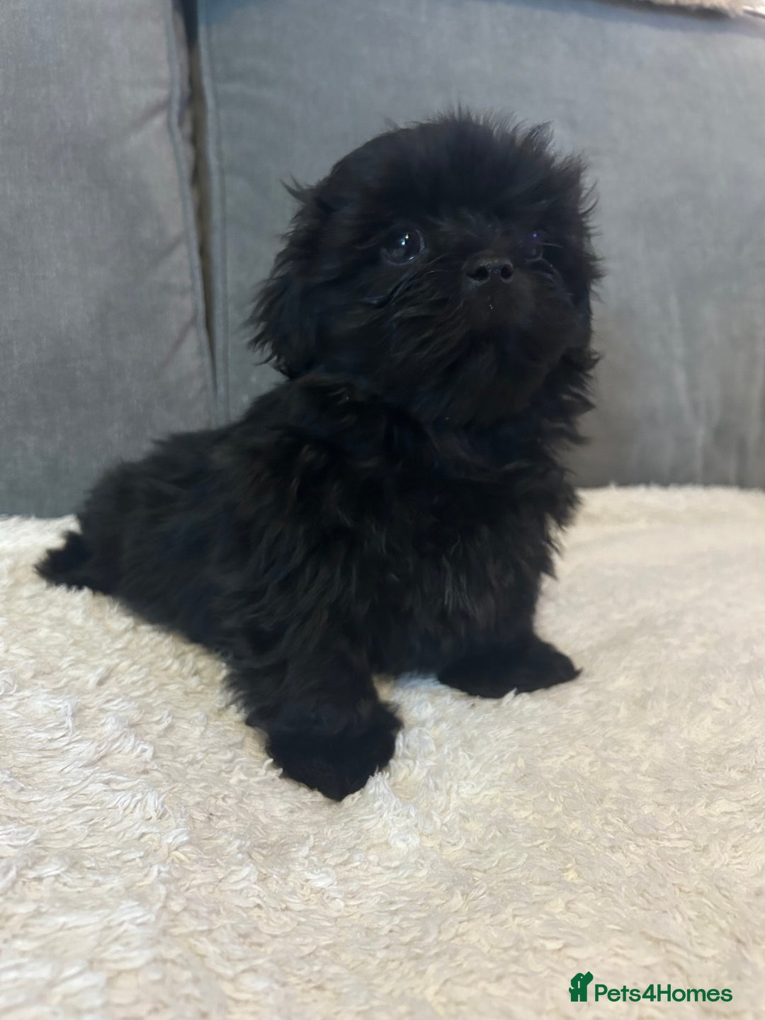 Shih Tzu dogs for sale: Adorable Shih Tzu Puppies - Advert 6