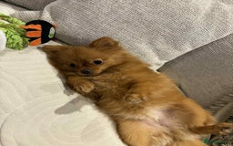 Pomeranian dogs for sale: 🐾 Adorable 7-Month-Old Pomeranian Girl – Lusy 🐾 - Image 6