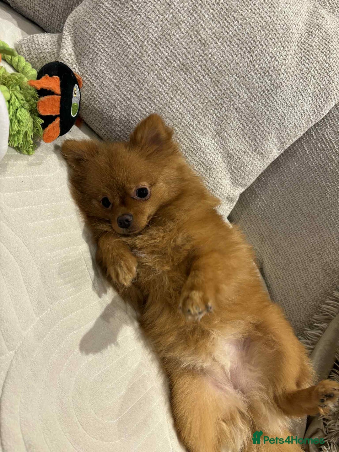 Pomeranian dogs for sale: 🐾 Adorable 7-Month-Old Pomeranian Girl – Lusy 🐾 - Image 6