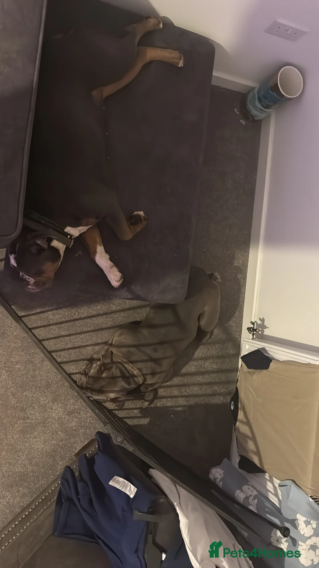 Olde English Bulldogge dogs for sale: 12 month old olde English bulldoggue  - Advert 9