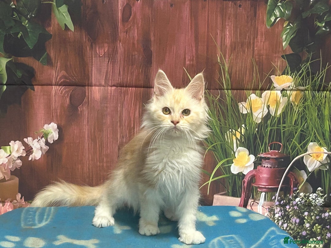 Maine Coon cats for sale: TICA Registered Maine Coon Kittens.  READY NOW  - Image 2