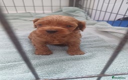 Cockapoo dogs for sale: Beautiful cockapoo puppies  - Image 31