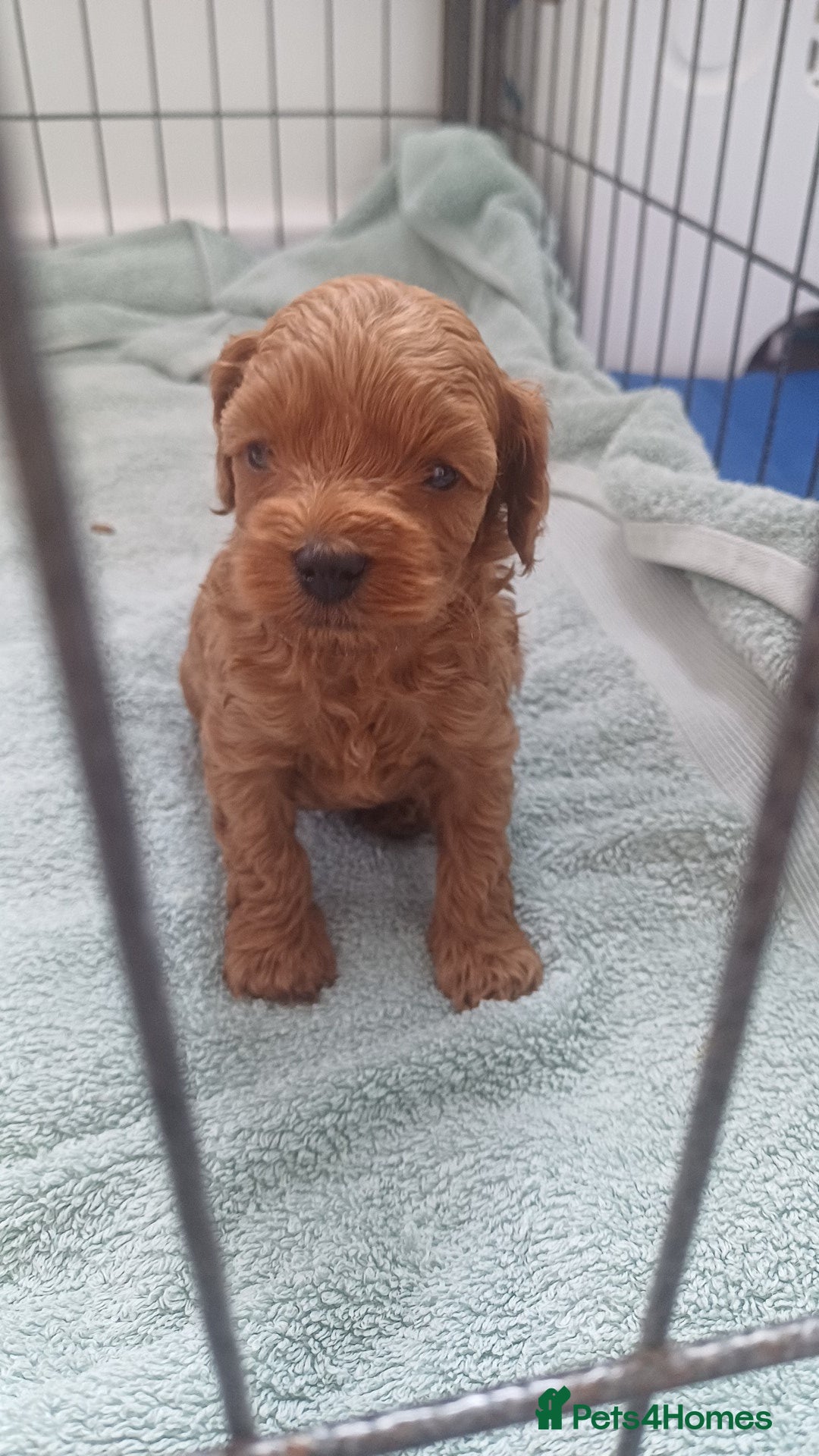Cockapoo dogs for sale: Beautiful cockapoo puppies  - Image 31