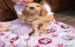 Cocker Spaniel dogs for sale: Beautiful cocker spaniel puppies  - Image 9