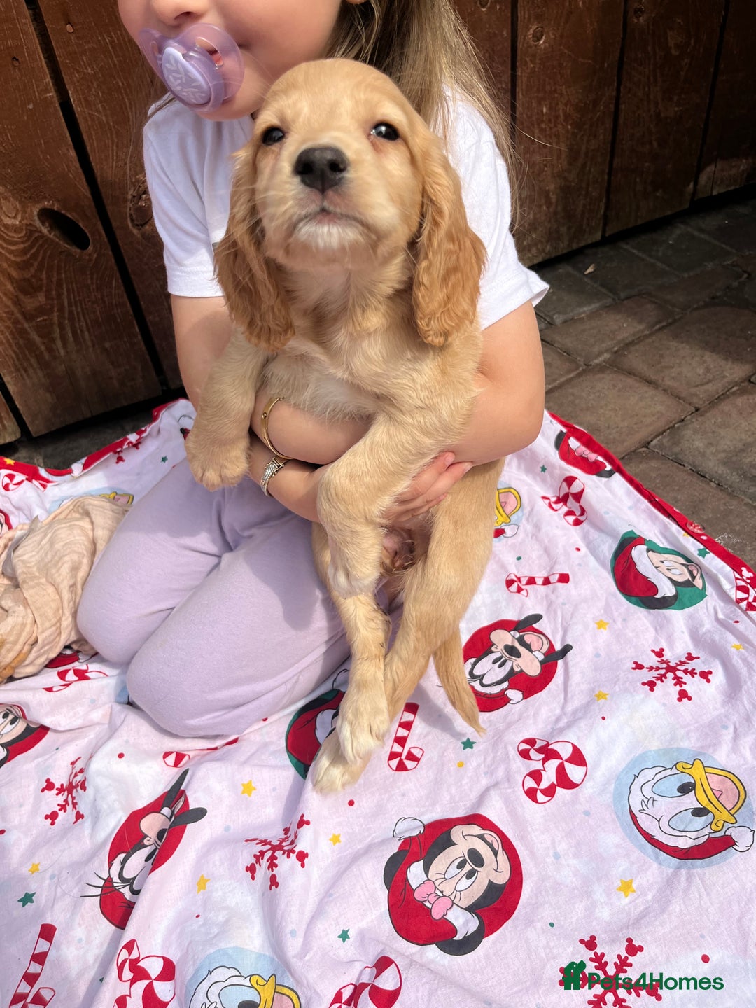 Cocker Spaniel dogs for sale: Beautiful cocker spaniel puppies  - Image 9