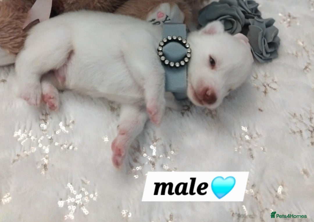 Siberian Husky dogs for sale: Siberian Husky puppies - Advert 12