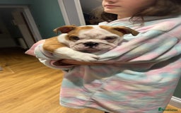 English Bulldog dogs for sale: Winnie English bulldog - Image 7