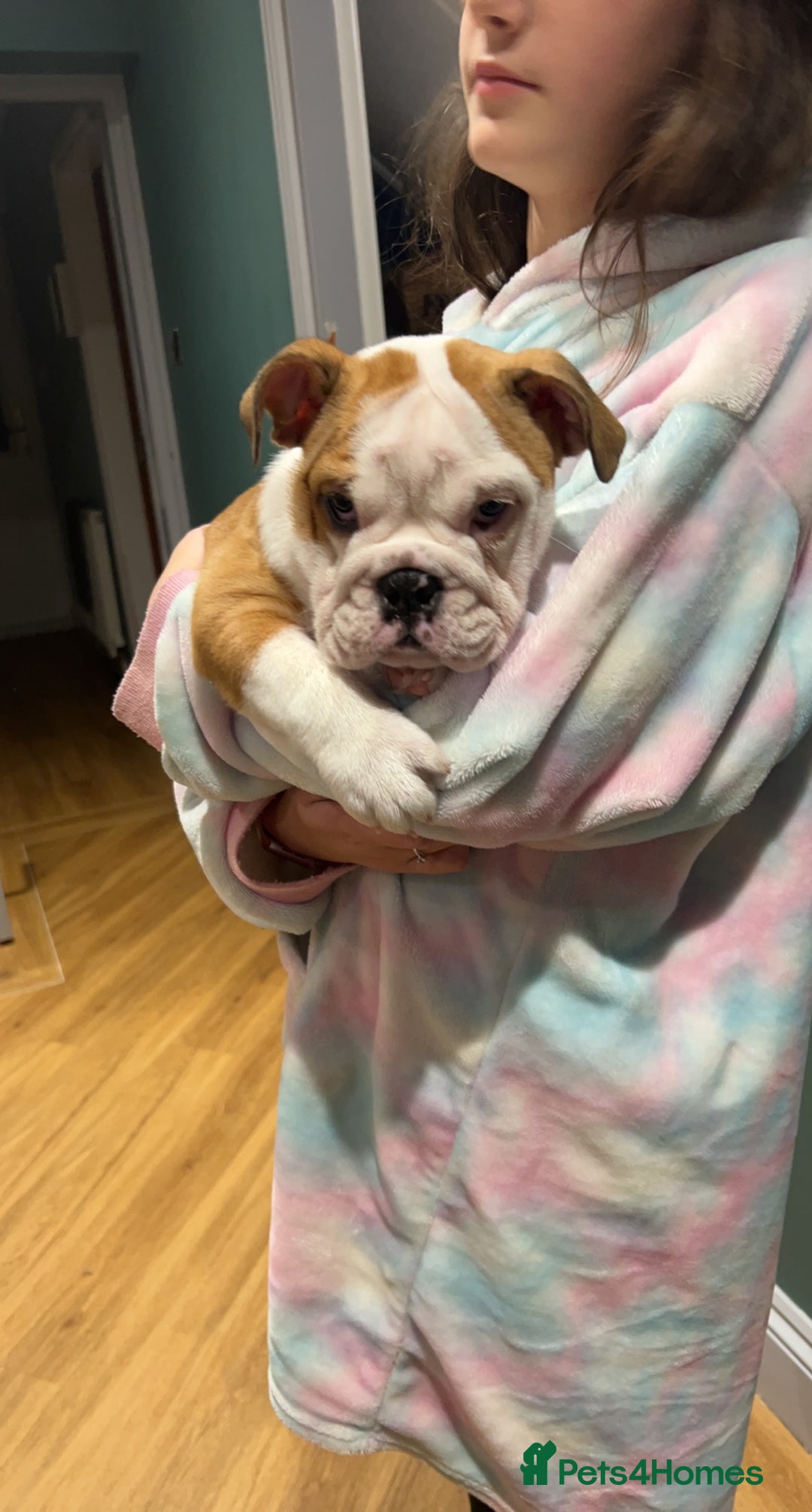 English Bulldog dogs for sale: Winnie English bulldog - Image 7