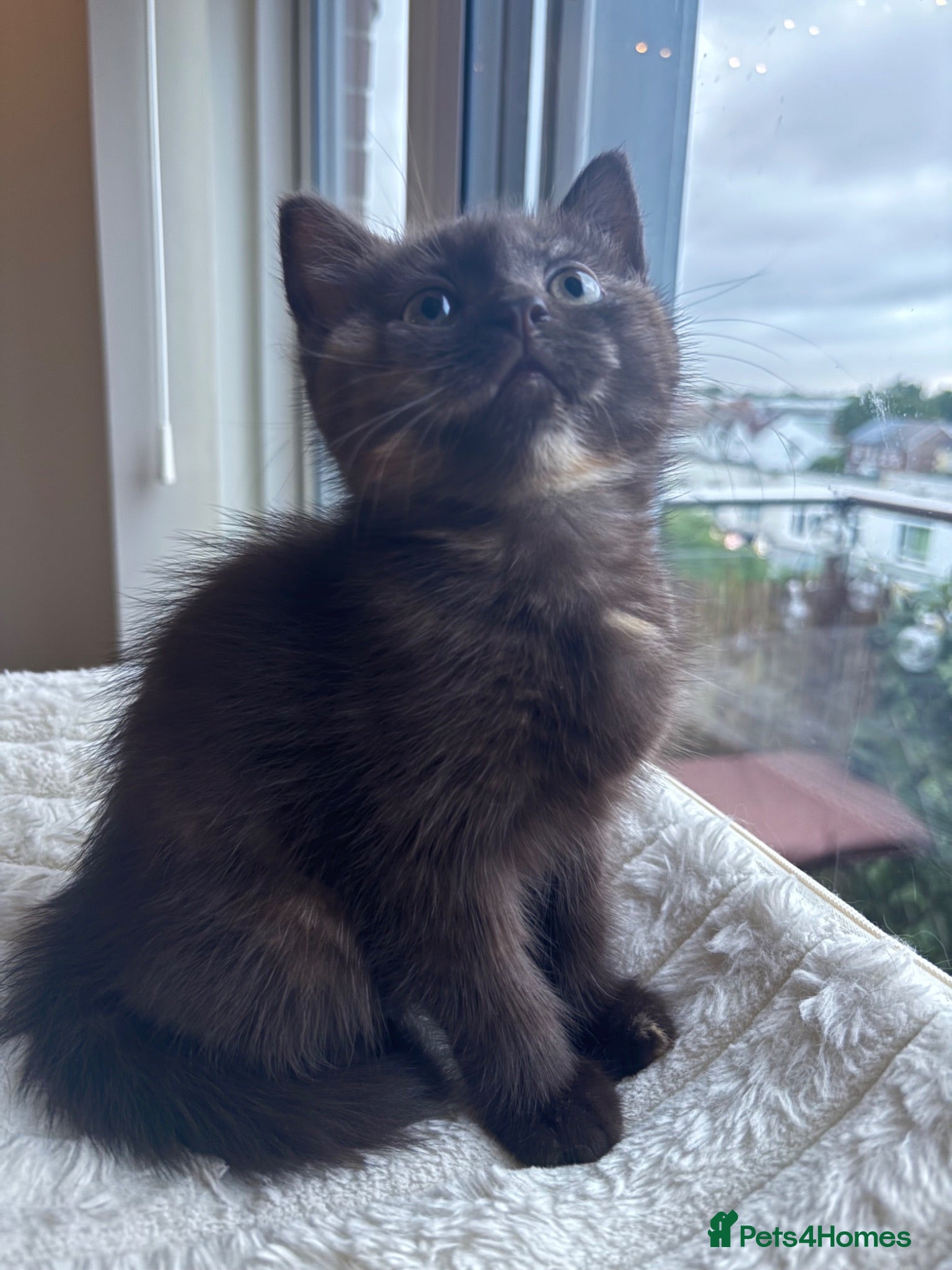 British Shorthair cats 🤎beautiful siberian x british shorthair kitten🤎  - Advert 17