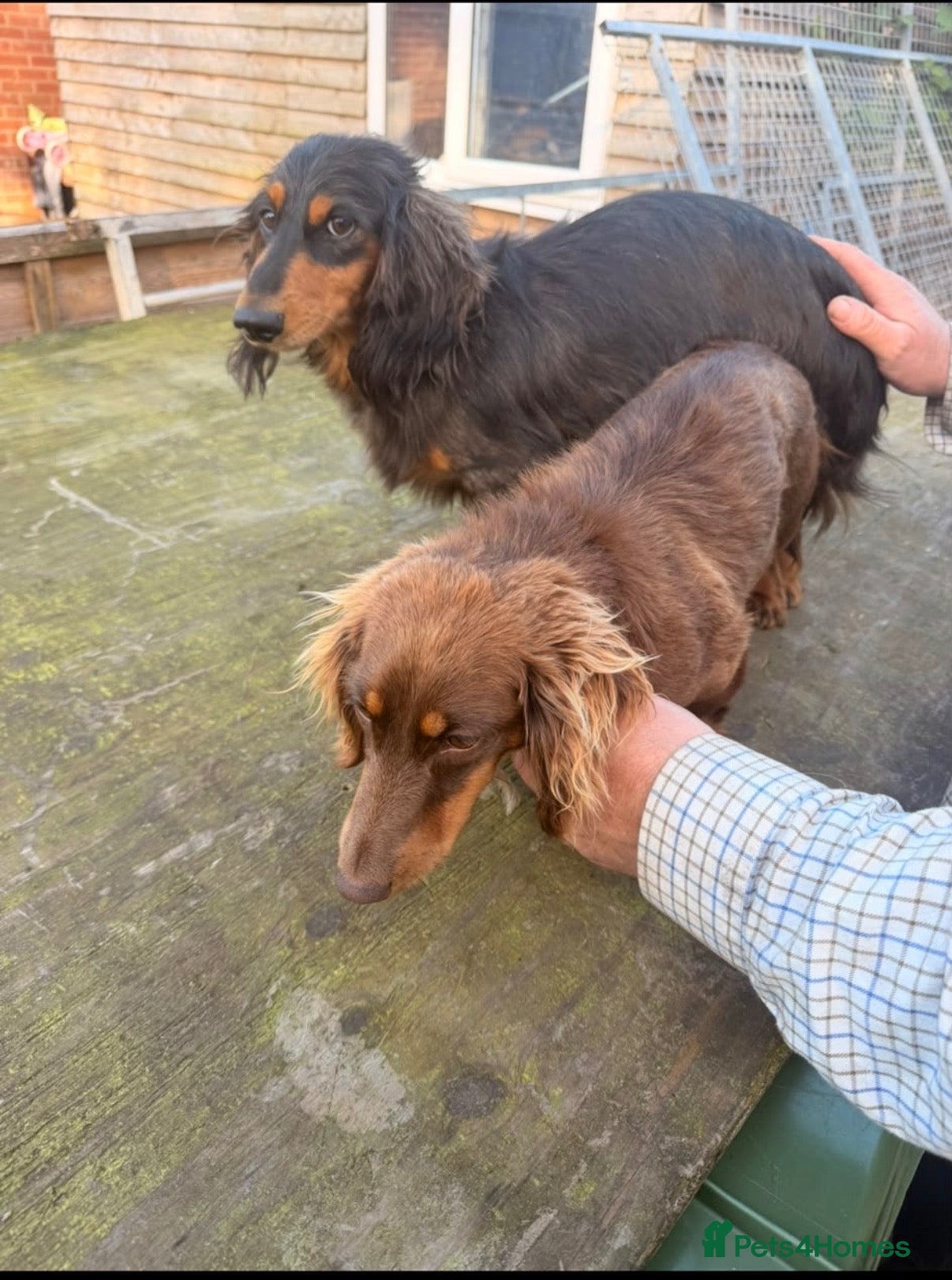 Dachshund dogs Long haired miniature dachshund  - Advert 1