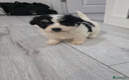 Cavachon dogs for sale: Cavachon puppies  - Image 15