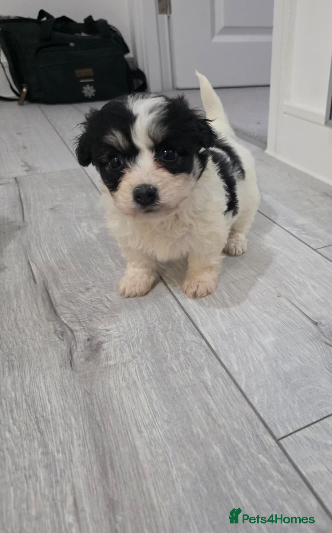 Cavachon dogs for sale: Cavachon puppies  - Image 15