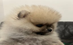 Pomeranian dogs for sale: Absolutely stunning true to type mini Pomeranian  - Advert 1