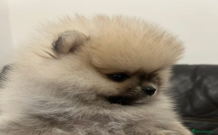 Pomeranian dogs Absolutely stunning true to type mini Pomeranian  - Advert 1