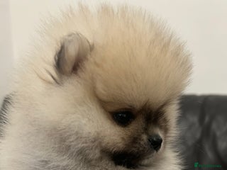 Pomeranian dogs Absolutely stunning true to type mini Pomeranian - Advert 2