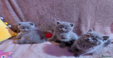 British Shorthair cats - Advert 12