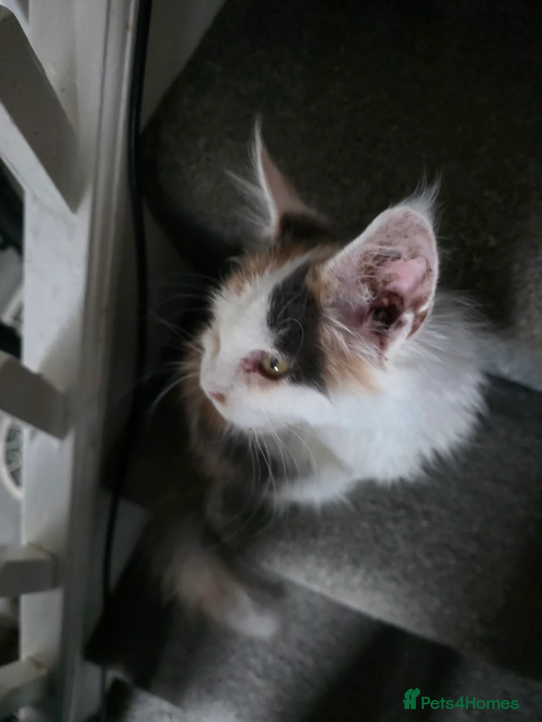 Maine Coon cats for sale: MAINE COON KITTENS PRICE IS FOR BOTH - Advert 6