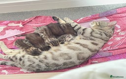 Bengal cats for sale: Bengal Kitten for sale  - Image 5