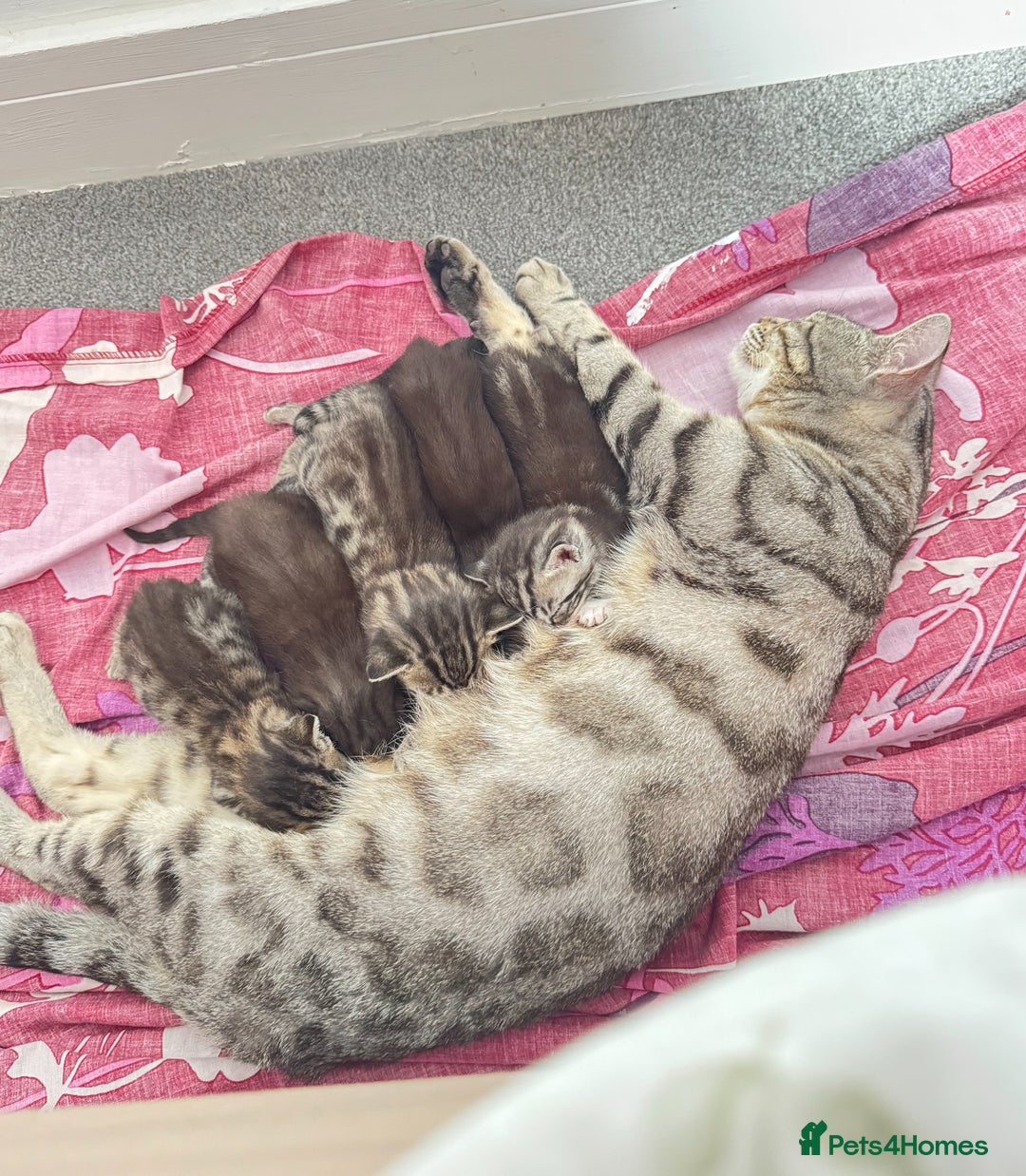 Bengal cats for sale: Bengal Kitten for sale  - Image 5