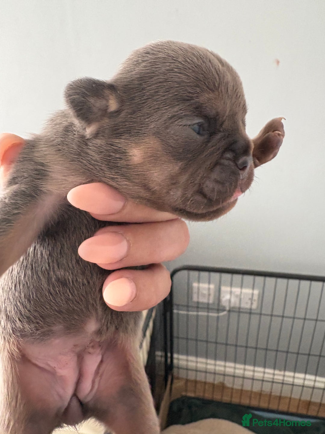 Mixed Breed dogs for sale: Frenglish puppies  - Image 7