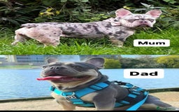 French Bulldog dogs for sale: French Bulldog – Secure Your Puppy Now! - Advert 1