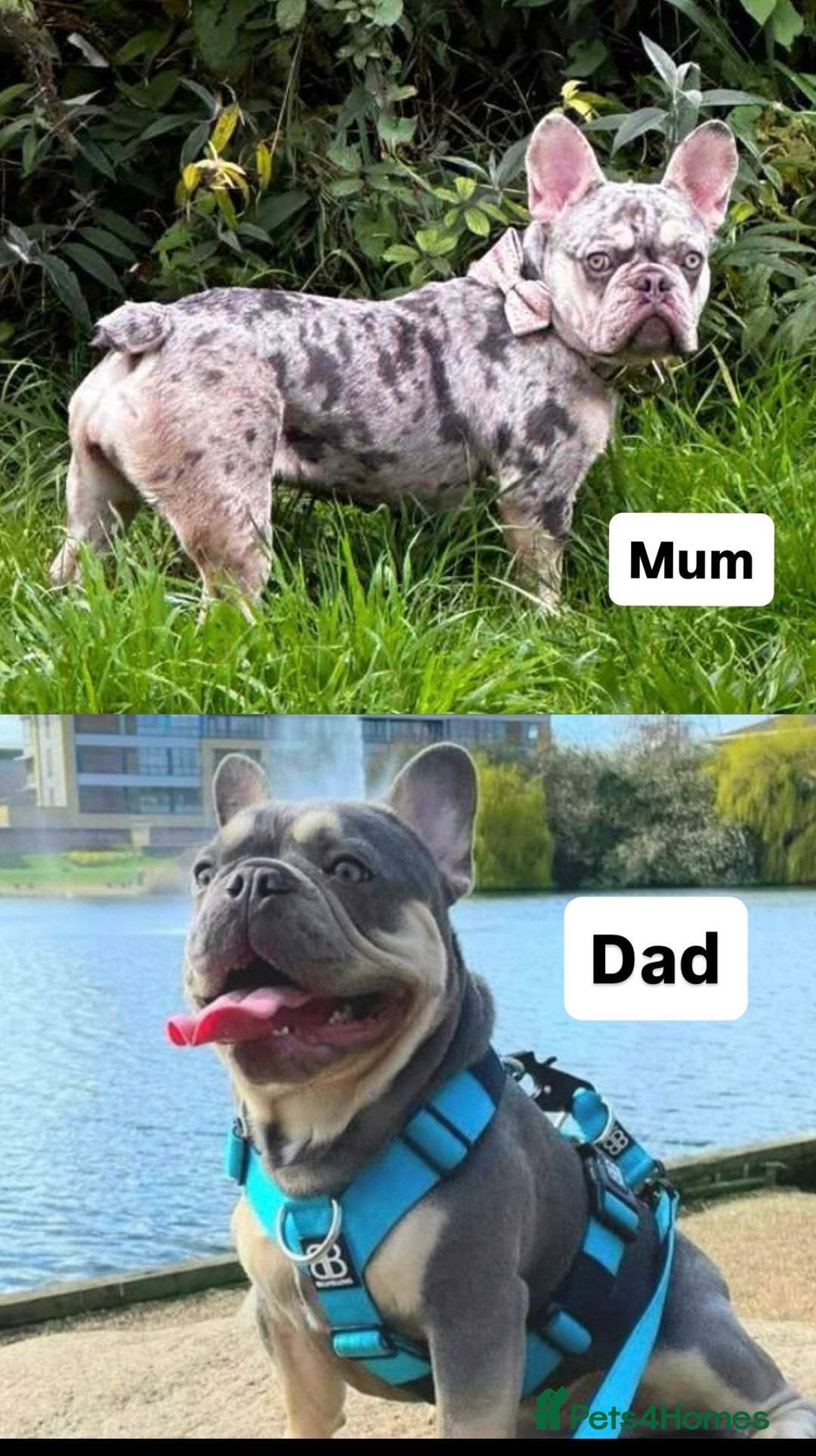 French Bulldog dogs for sale: French Bulldog – Secure Your Puppy Now! - Advert 1