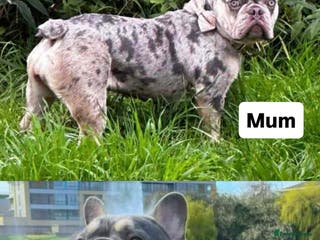 French Bulldog dogs ** SPECIAL ** PROMOTION ** Ready To go ! - Advert 16